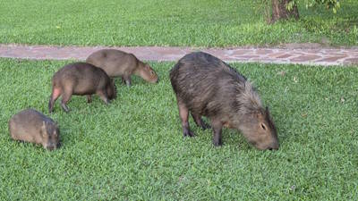 Iberá-Feuchtgebiete
