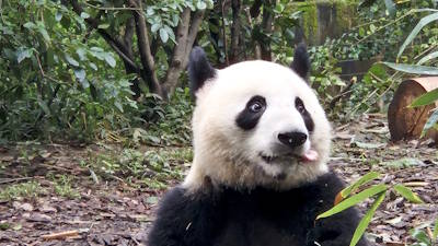 Reuzenpanda's, reuzenboeddha, heilige boeddhatempel