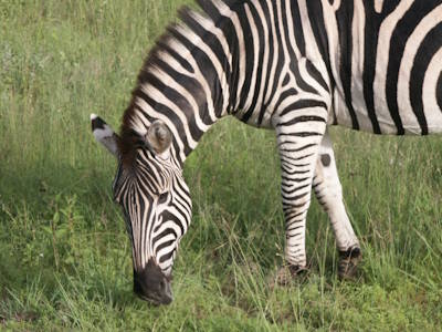 Hoe kun je het beste reizen in Zuid-Afrika? Wat valt er te doen tussen Kaapstad en het Kruger N.P.