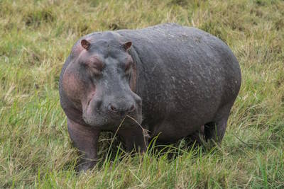 Ngorongoro Crater