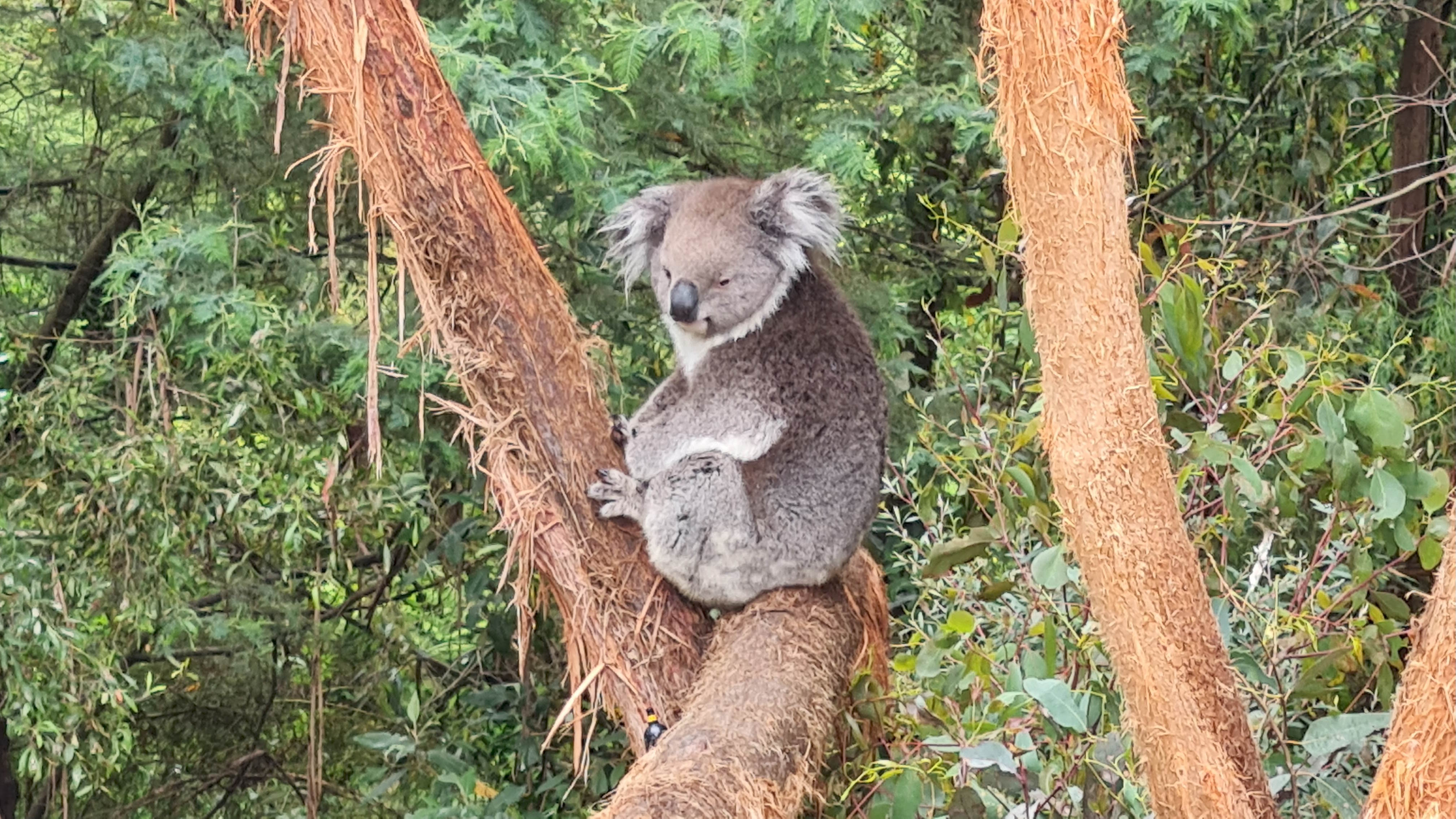 Australien, anders als der Rest
