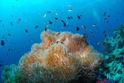 Unterwasserwelt im Roten Meer